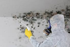 Biohazard Mold Removal in Robbins, NC